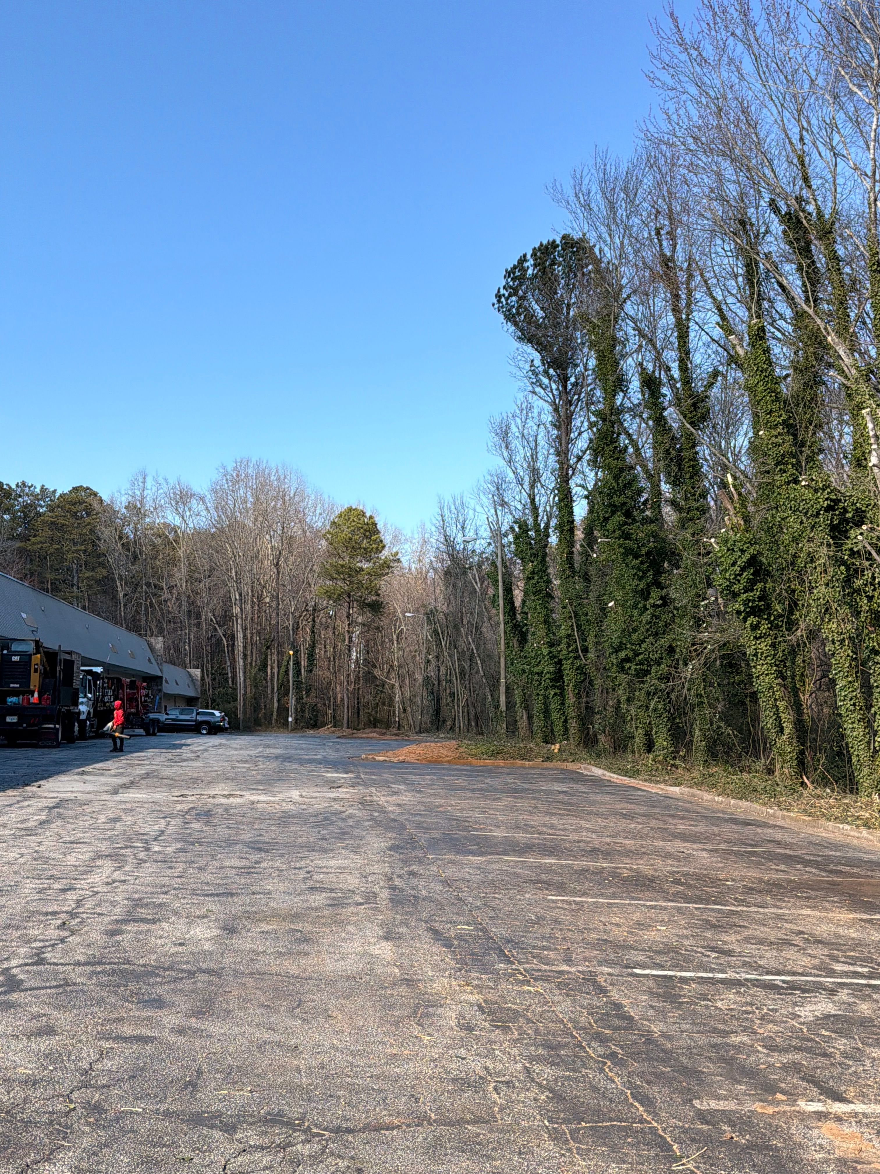  for Falcon stump grinding Tree services in Snellville, GA