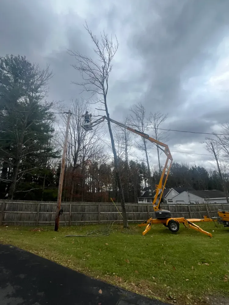 Emergency tree services for Licensed to Cut Tree Service in Athens, PA