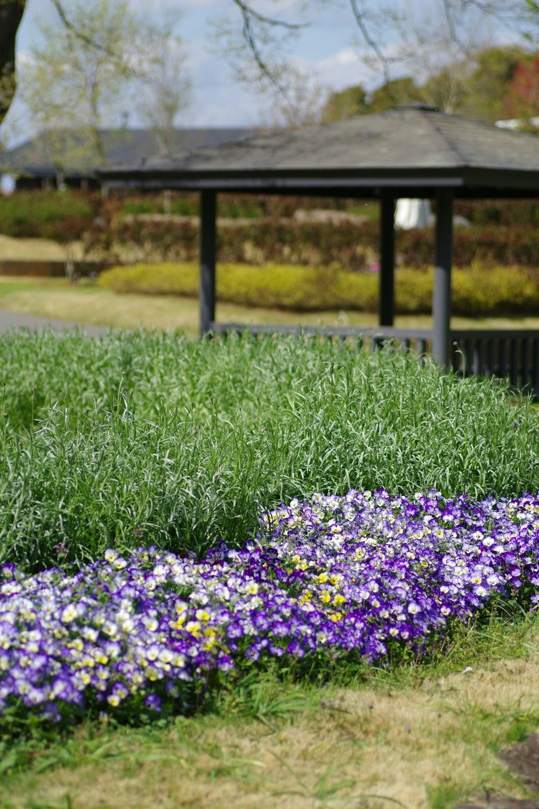 Tree Services for Ludlows Services in Clermont, FL