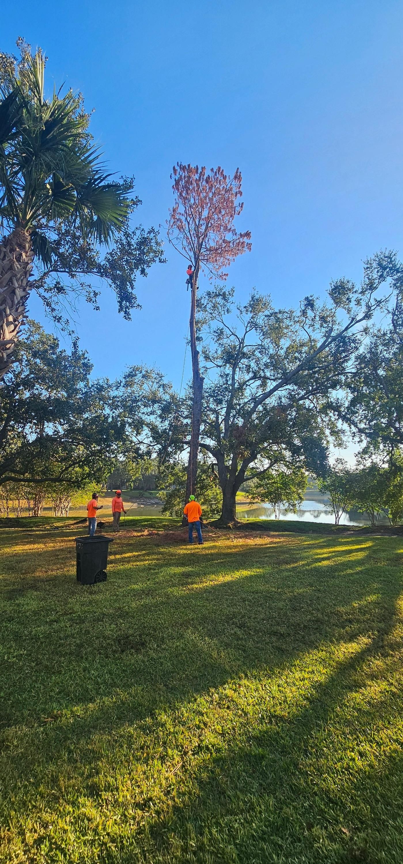  for Servin's Tree Care  in Houston, TX