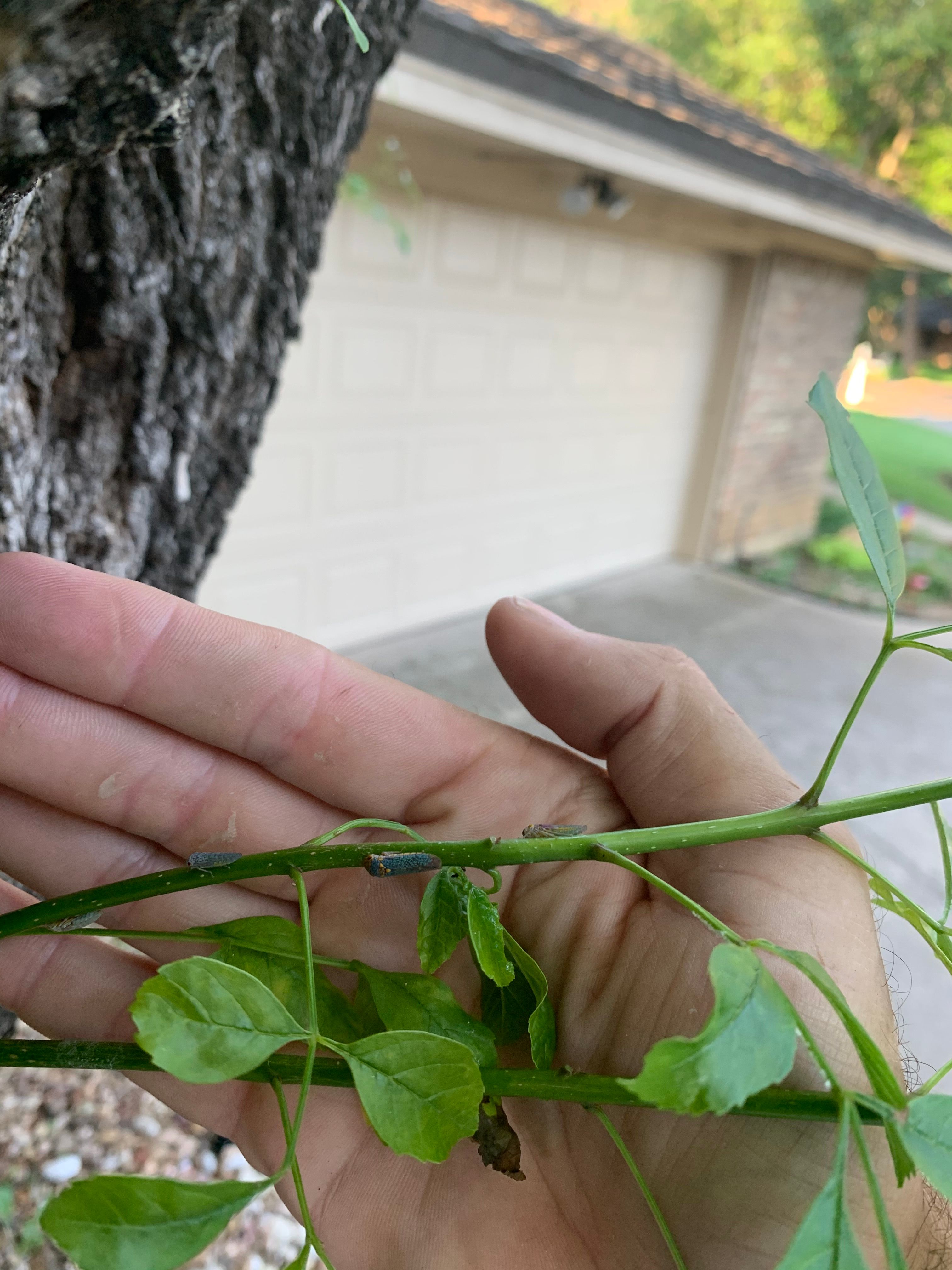  for TLC Professional Tree Service in Bedford, TX