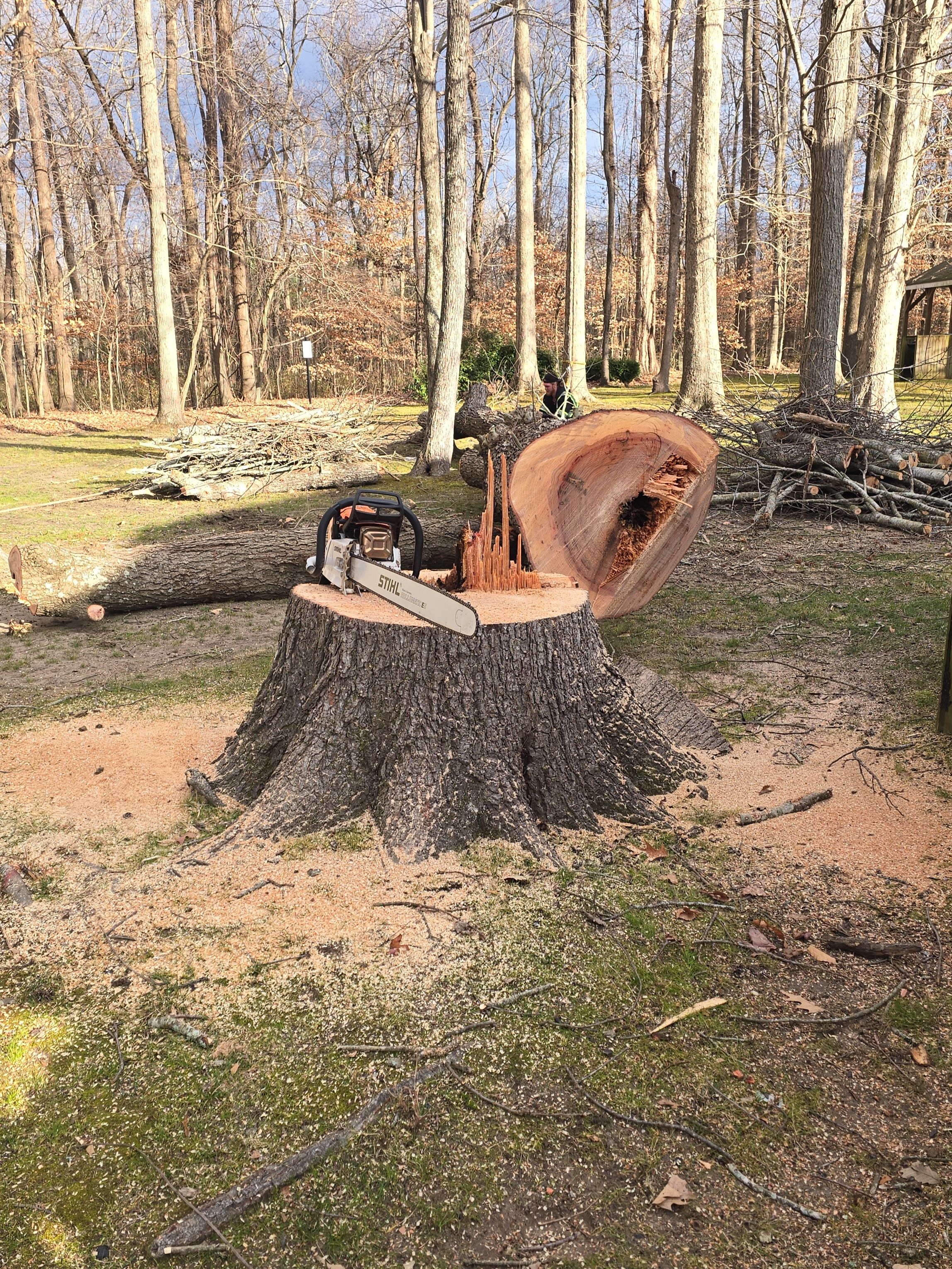  for Beach Tree Care in Virginia Beach, VA