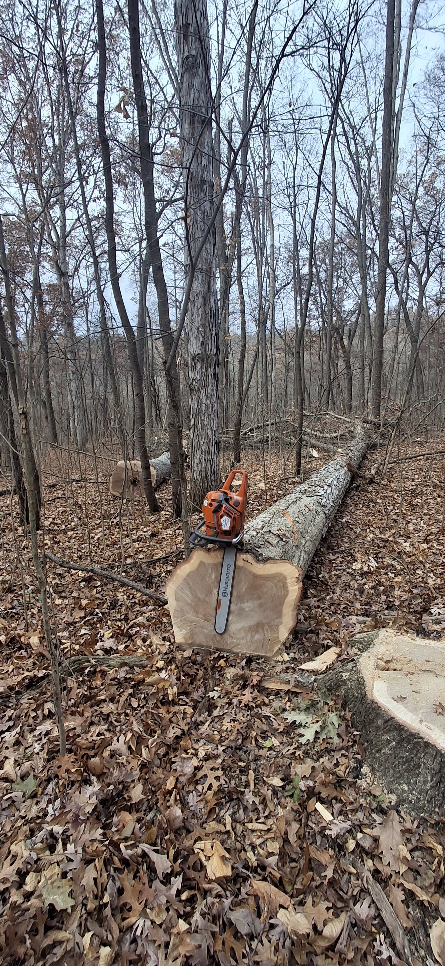  for God's Country Timber Management in Hillsdale, MI