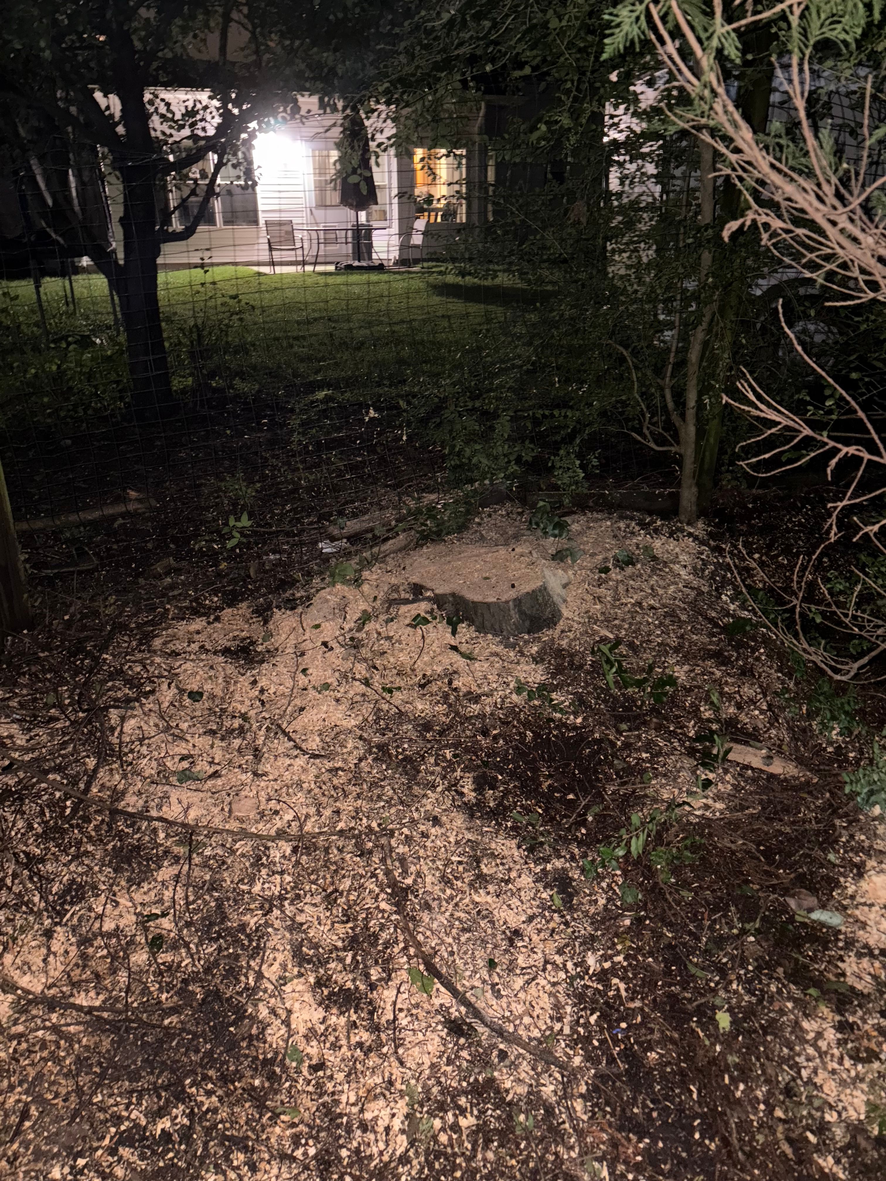  for Tidewater Tree Service in Chesapeake, VA