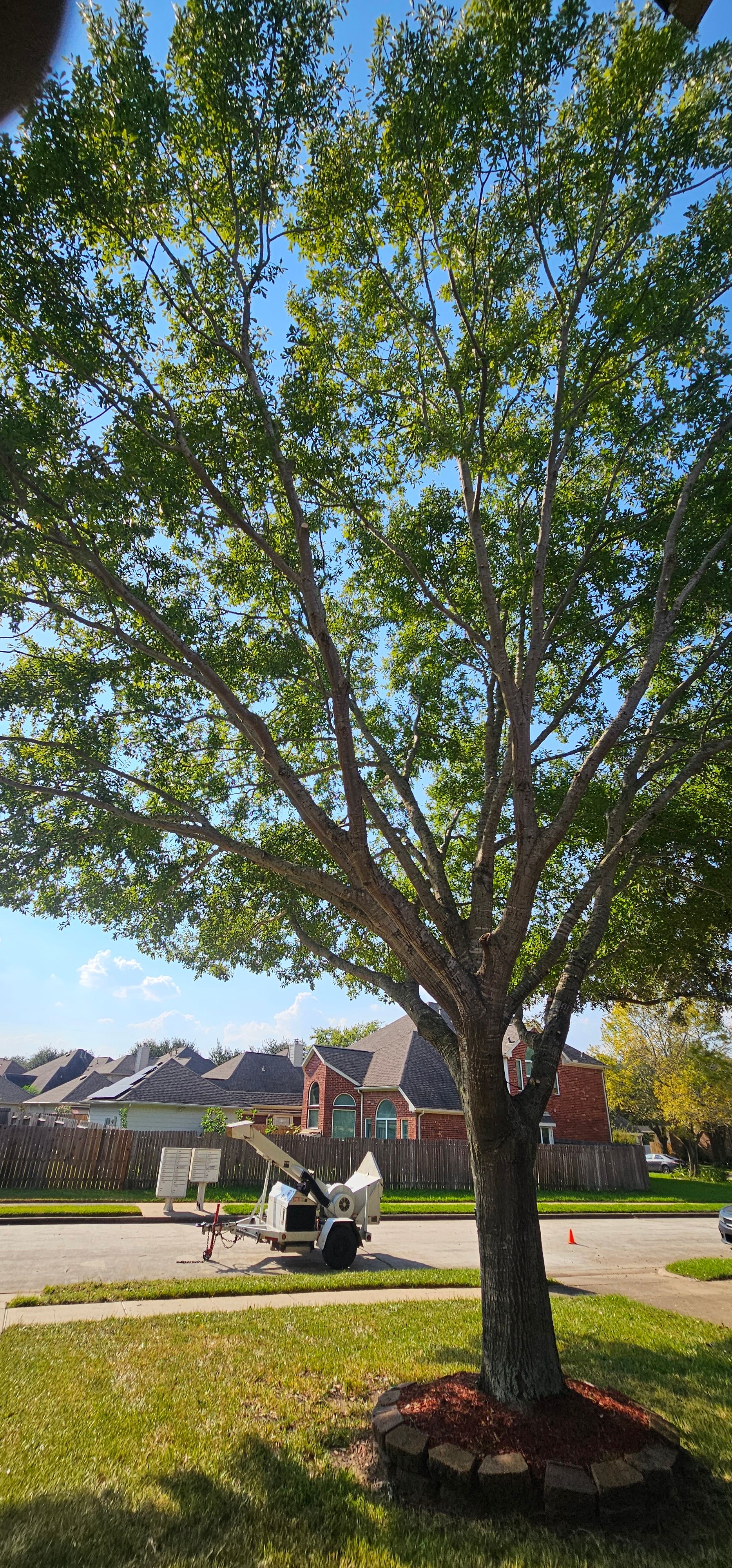  for Servin's Tree Care  in Houston, TX