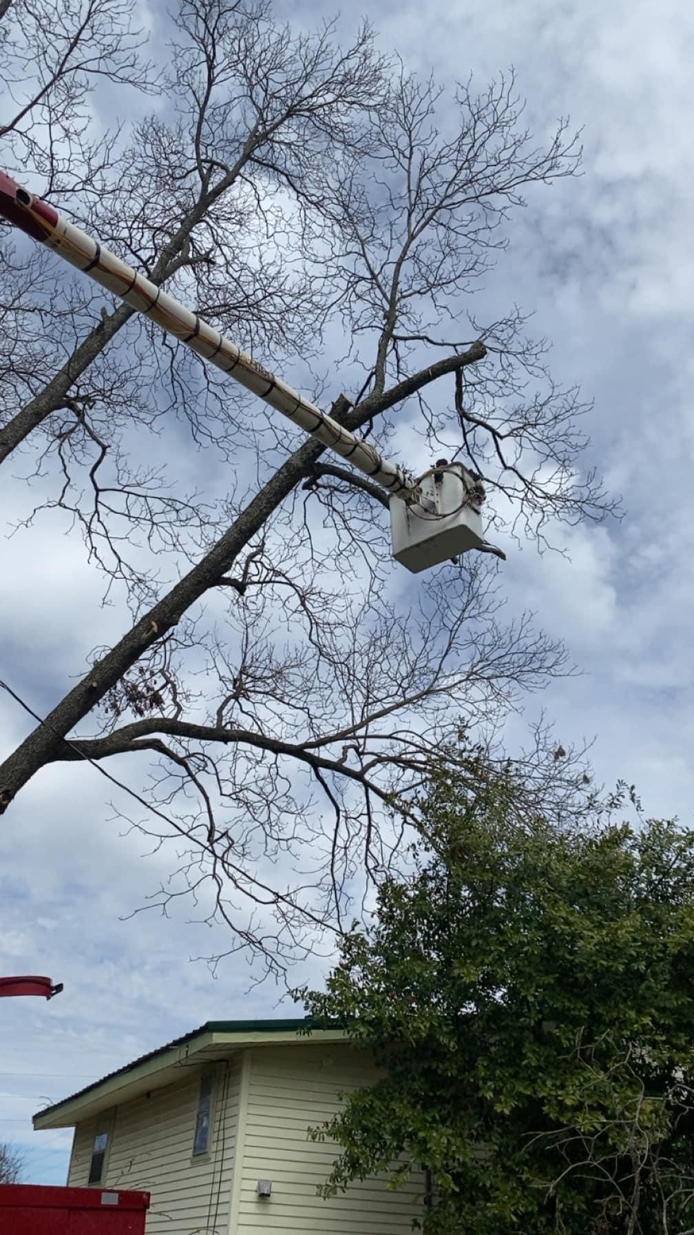  for Jeff’s Tree Service in Southside, AL
