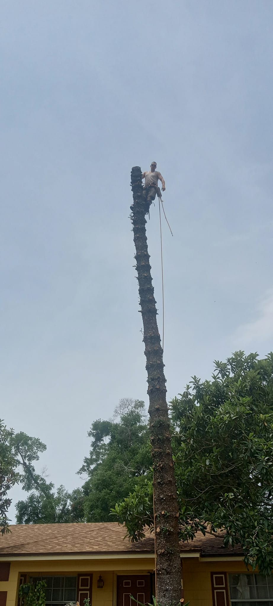  for A Southern Style Tree Service in Orlando, FL