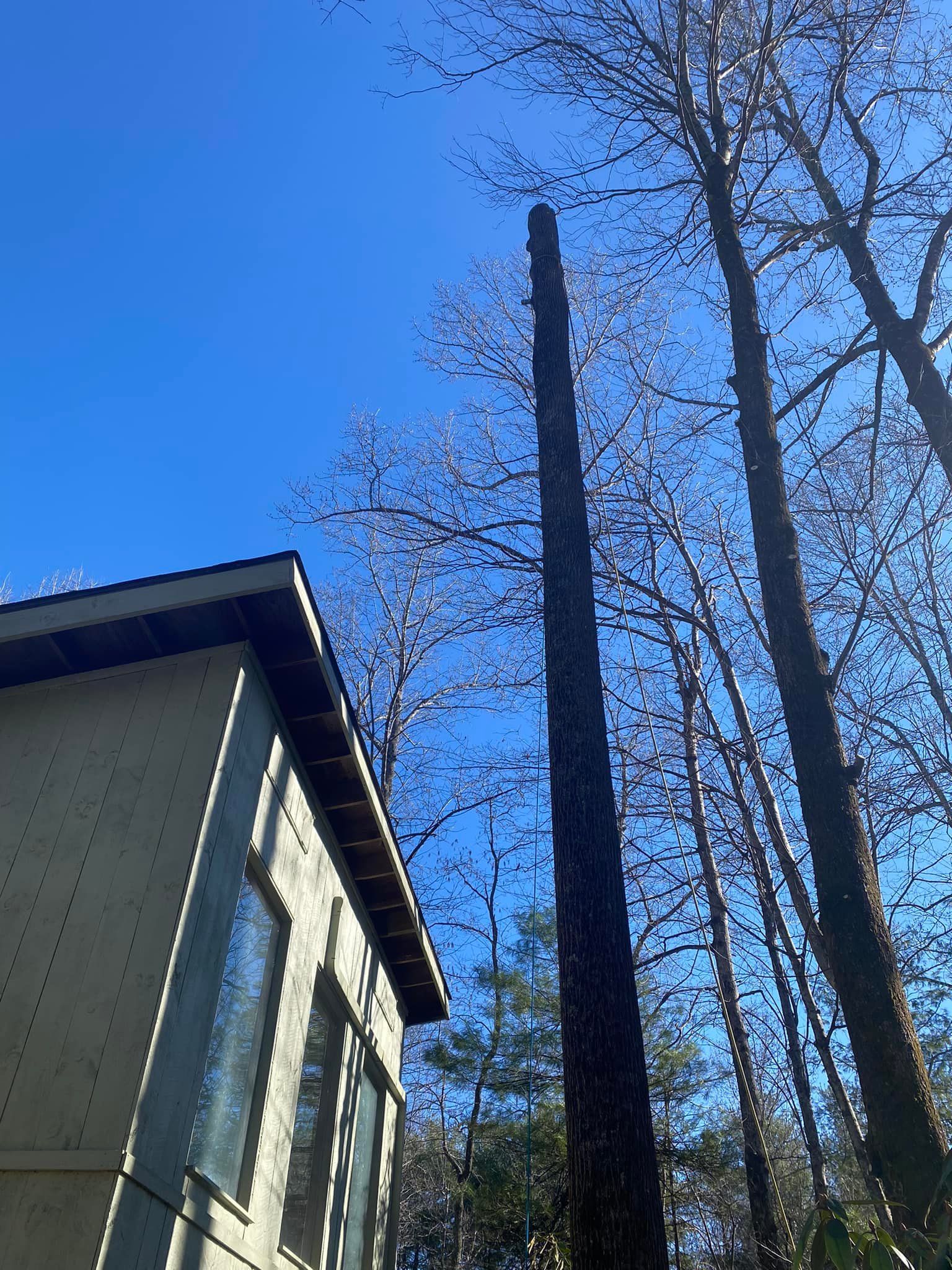  for Andy's Tree Service in Zirconia, NC