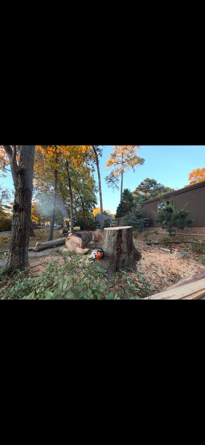  for Tidewater Tree Service in Chesapeake, VA