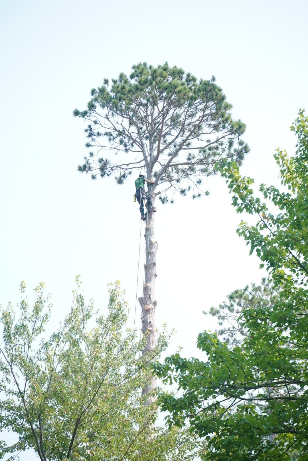  for Dan's Tree Service LLC in Bemidji, MN