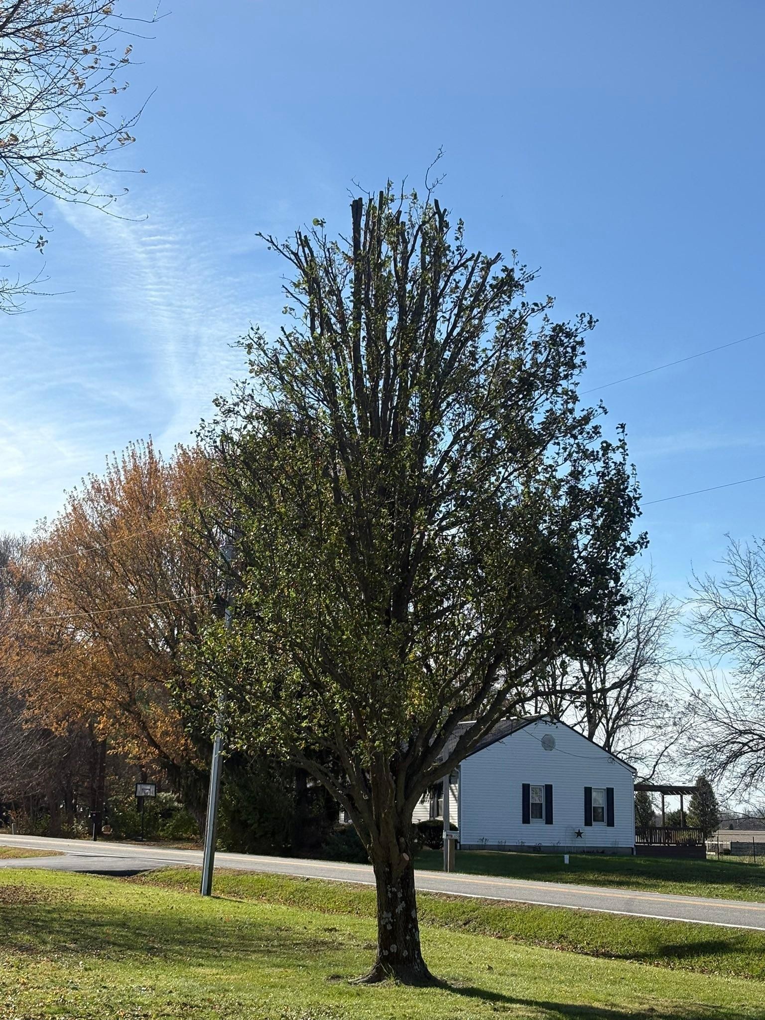  for Dig-It Tree Company in Mason, OH