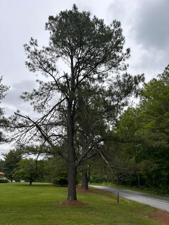  for Ascending Tree Service LLC in Kenbridge, VA