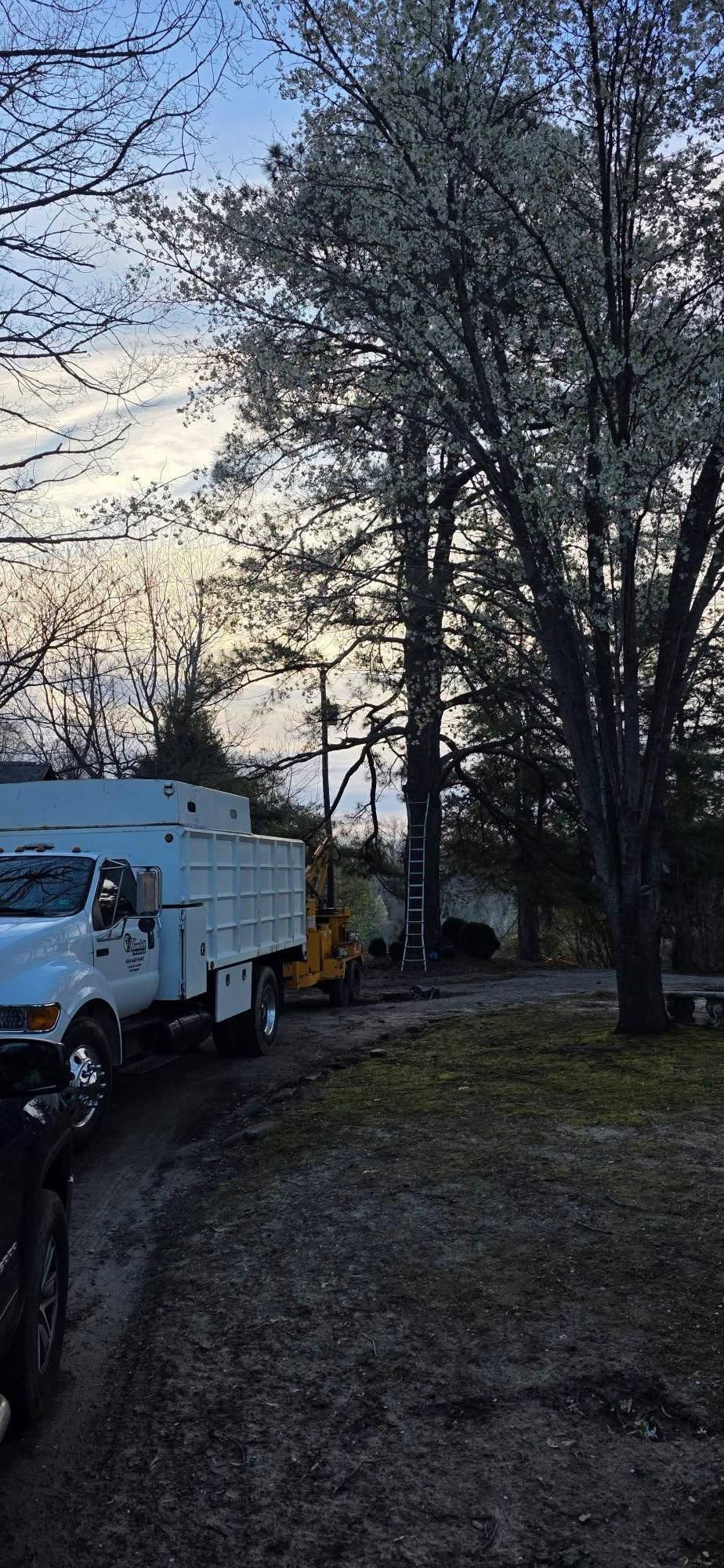  for Hamlett Tree Service LLC in Clover, VA