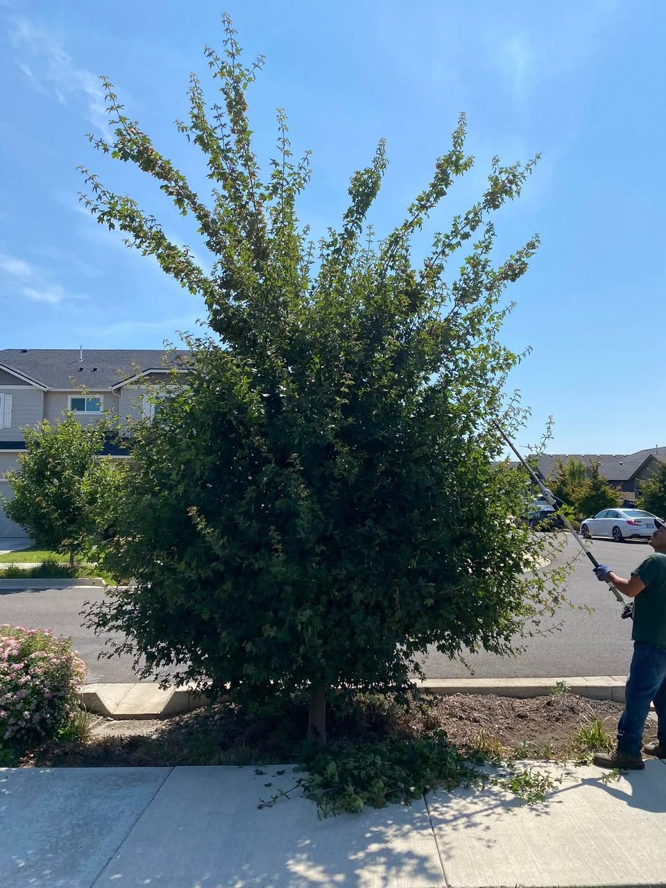  for Willamette Landscaping and Tree Services in Albany, OR