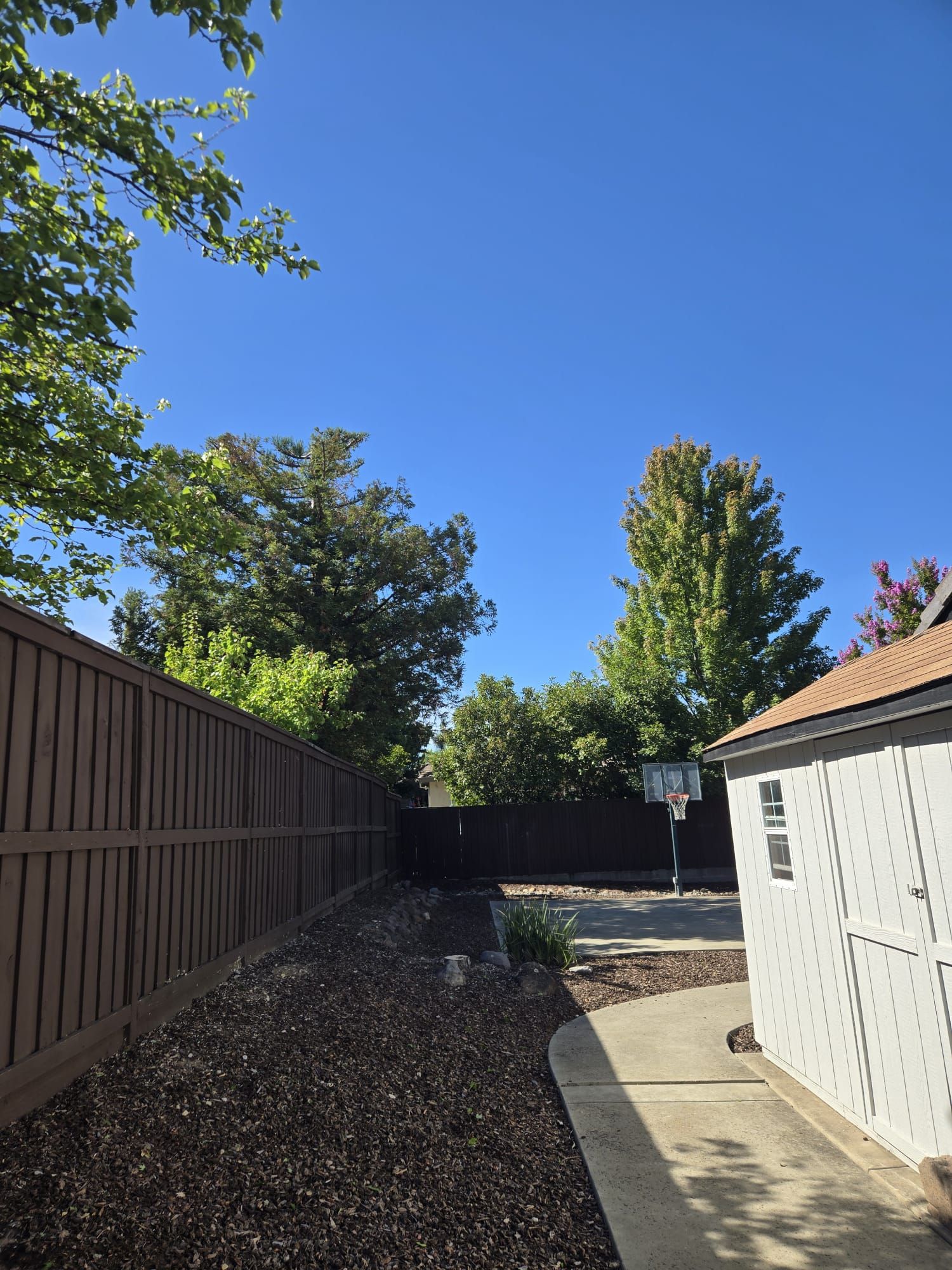 All Photos for Sammy's Tree Services in Sacramento, CA