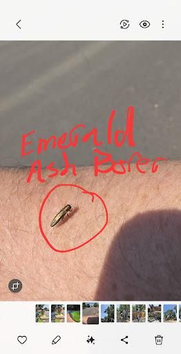 All Photos for Beetle Busters LLC in Centennial, CO