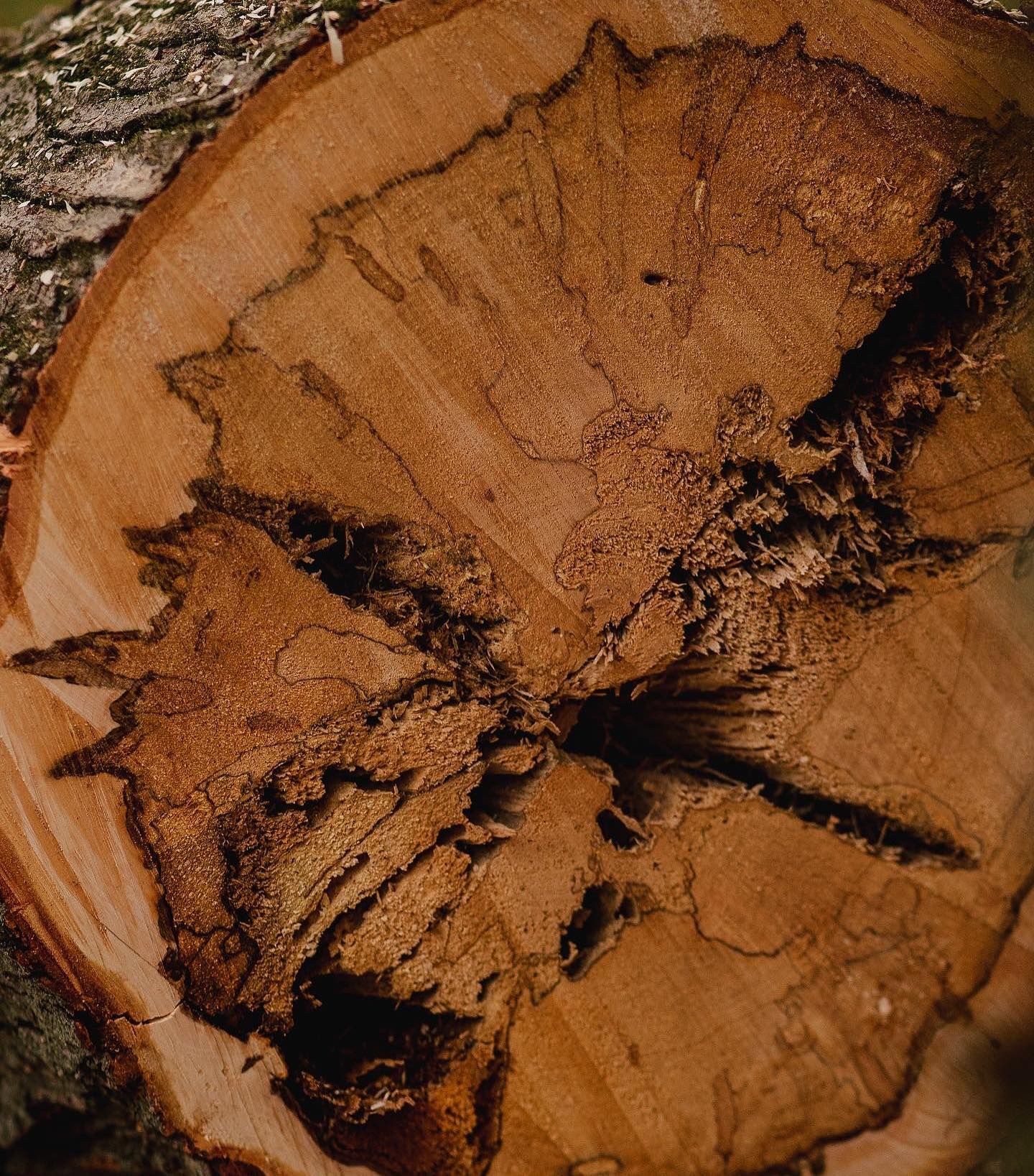  for Timber Ninja Service in Lexington, KY