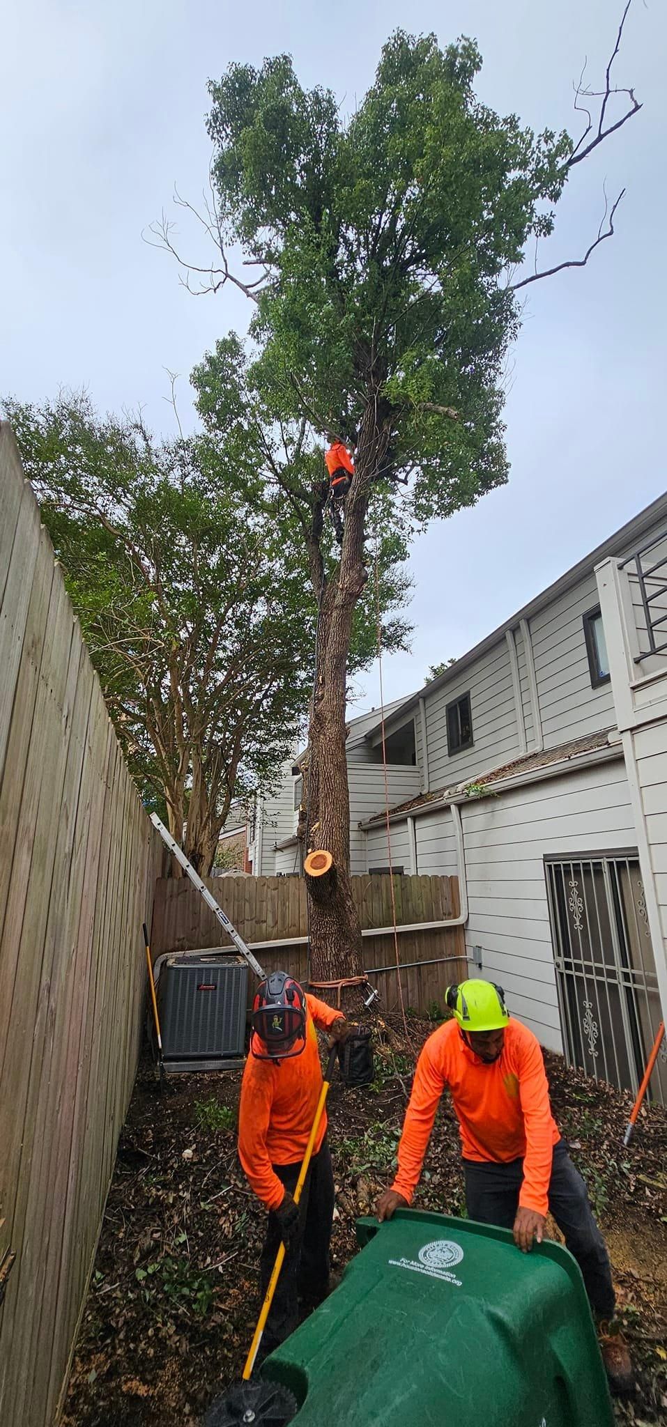  for Servin's Tree Care  in Houston, TX