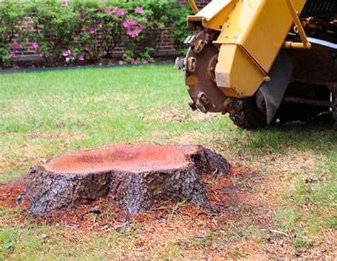  for Reliable Stump Grinding in Frankston, TX