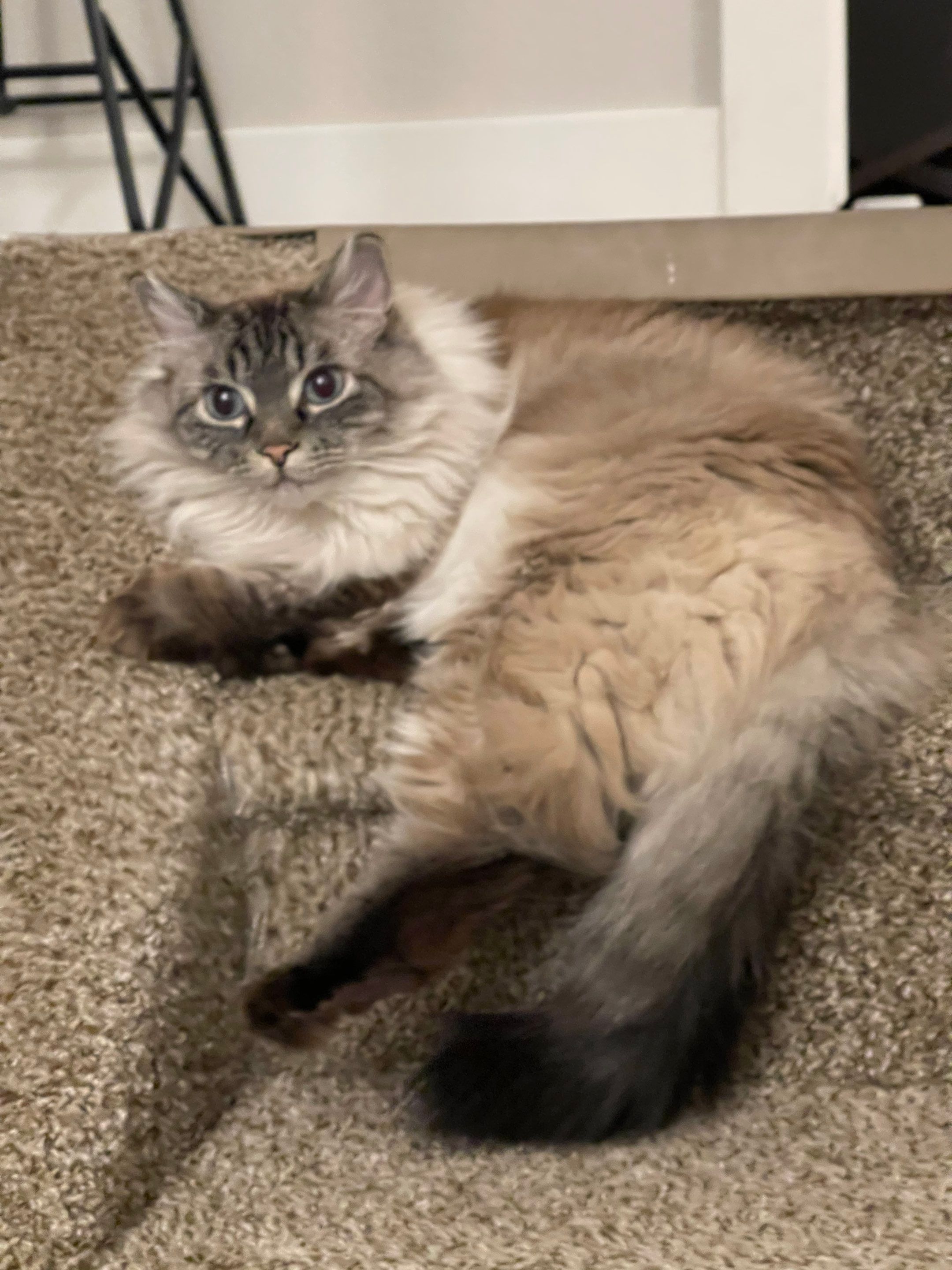 It's really about the pets we meet along the way... for Mr. Pipe Dreams LLC in Colorado Springs, CO