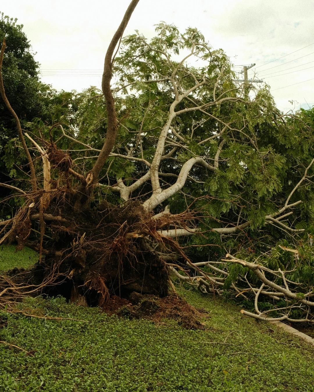  for Oakwood Tree Removal LLC in Oak Creek,  WI