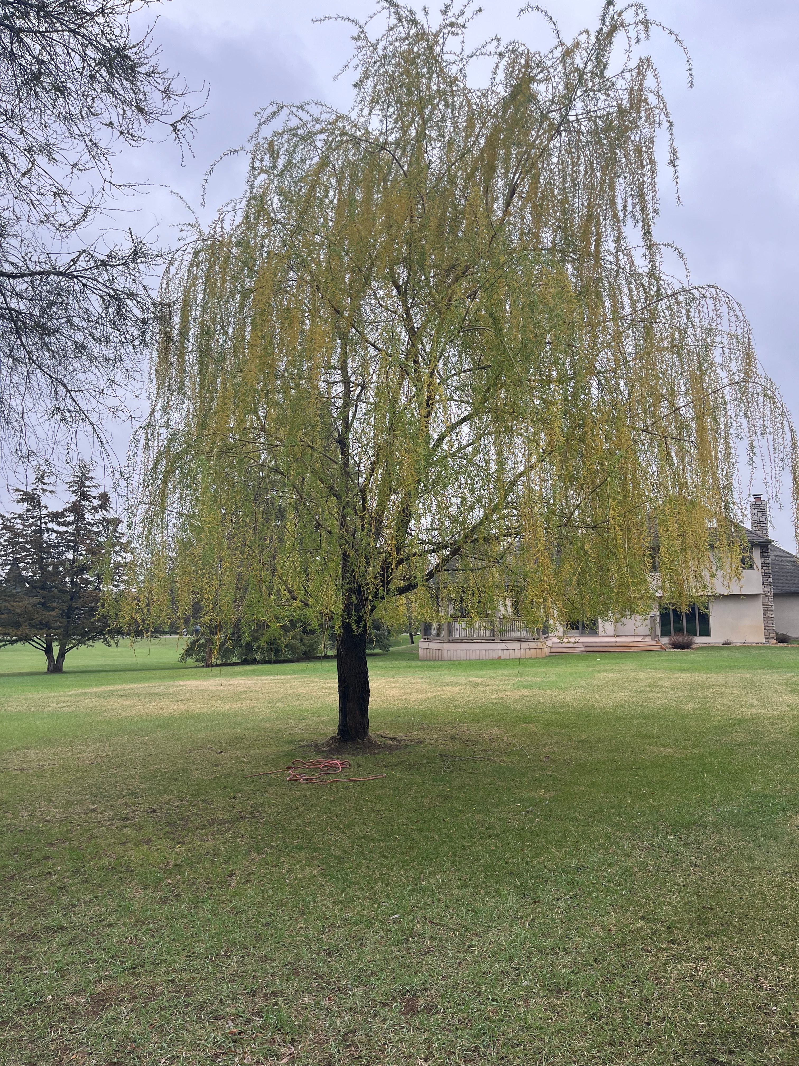 Trees for K and Z Tree Care in Andover, MN