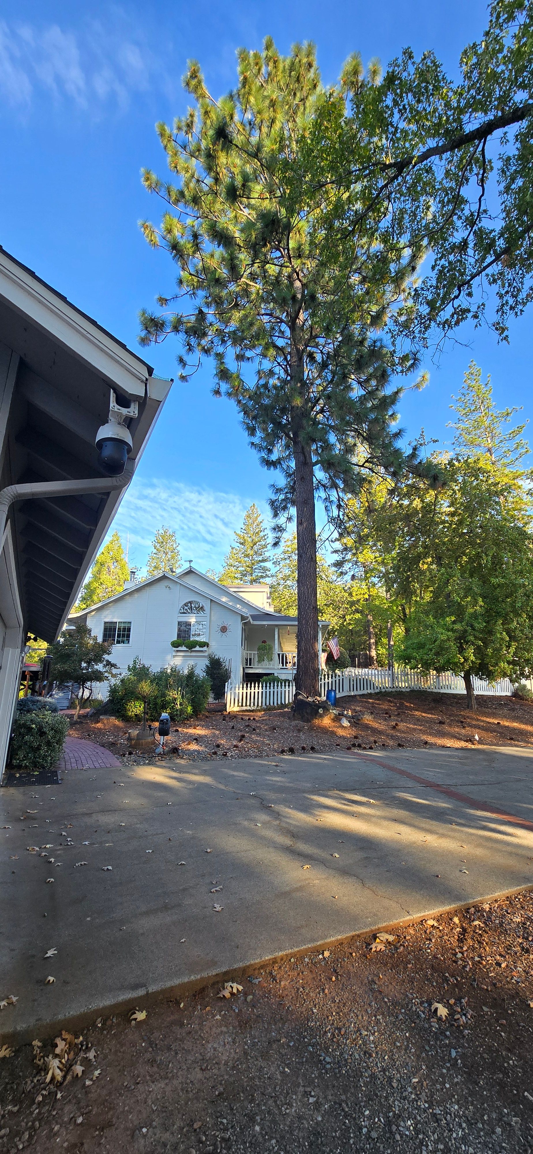  for George Staddan's Professional Tree Care in Placerville, CA