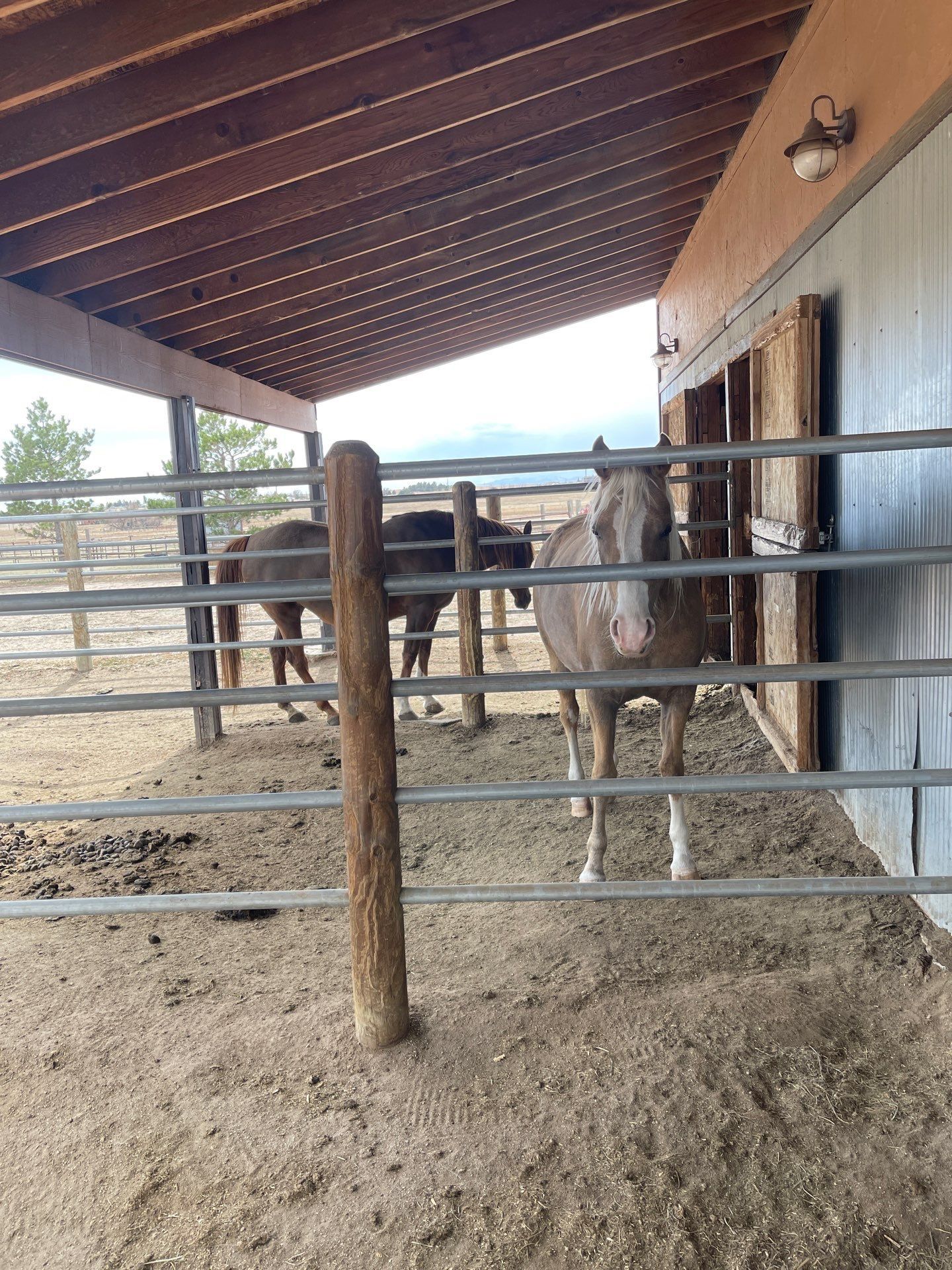 It's really about the pets we meet along the way... for Mr. Pipe Dreams LLC in Colorado Springs, CO