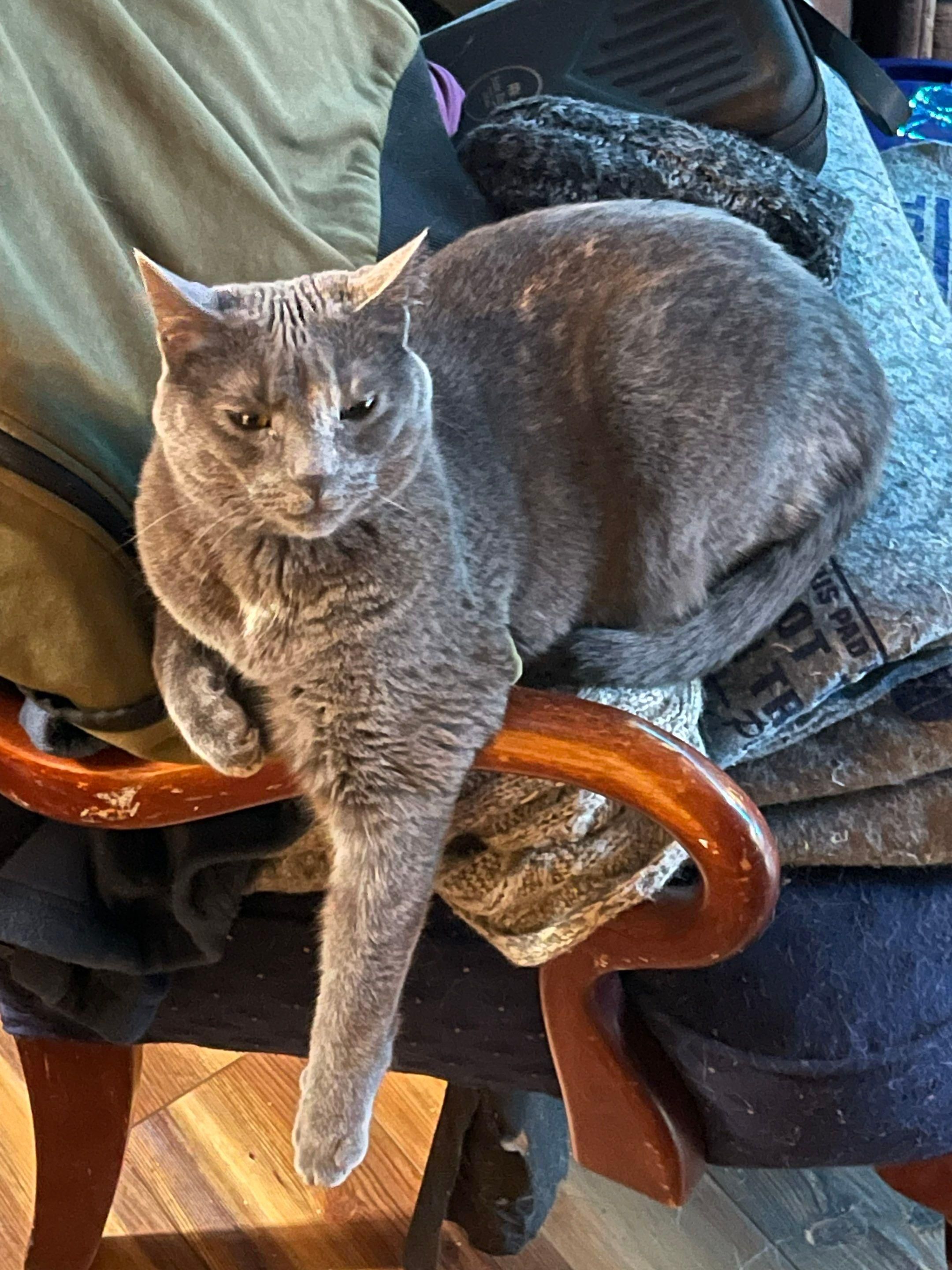 It's really about the pets we meet along the way... for Mr. Pipe Dreams LLC in Colorado Springs, CO