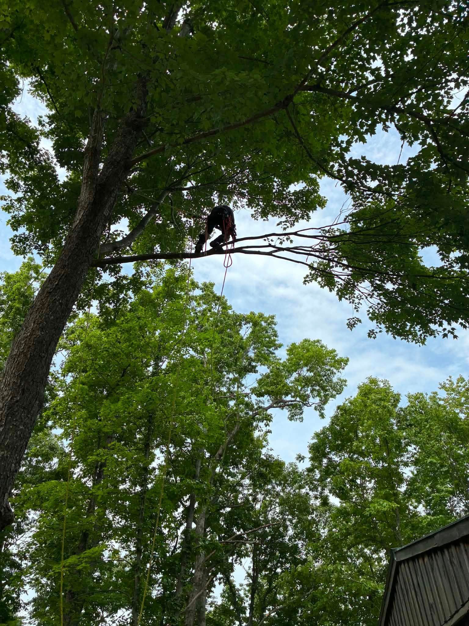  for Skys The Limit Tree Management in Morehead, KY