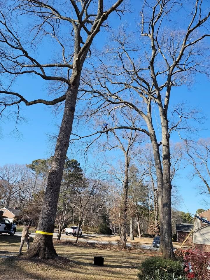  for Integrity Tree and Landscaping in Lynchburg, VA