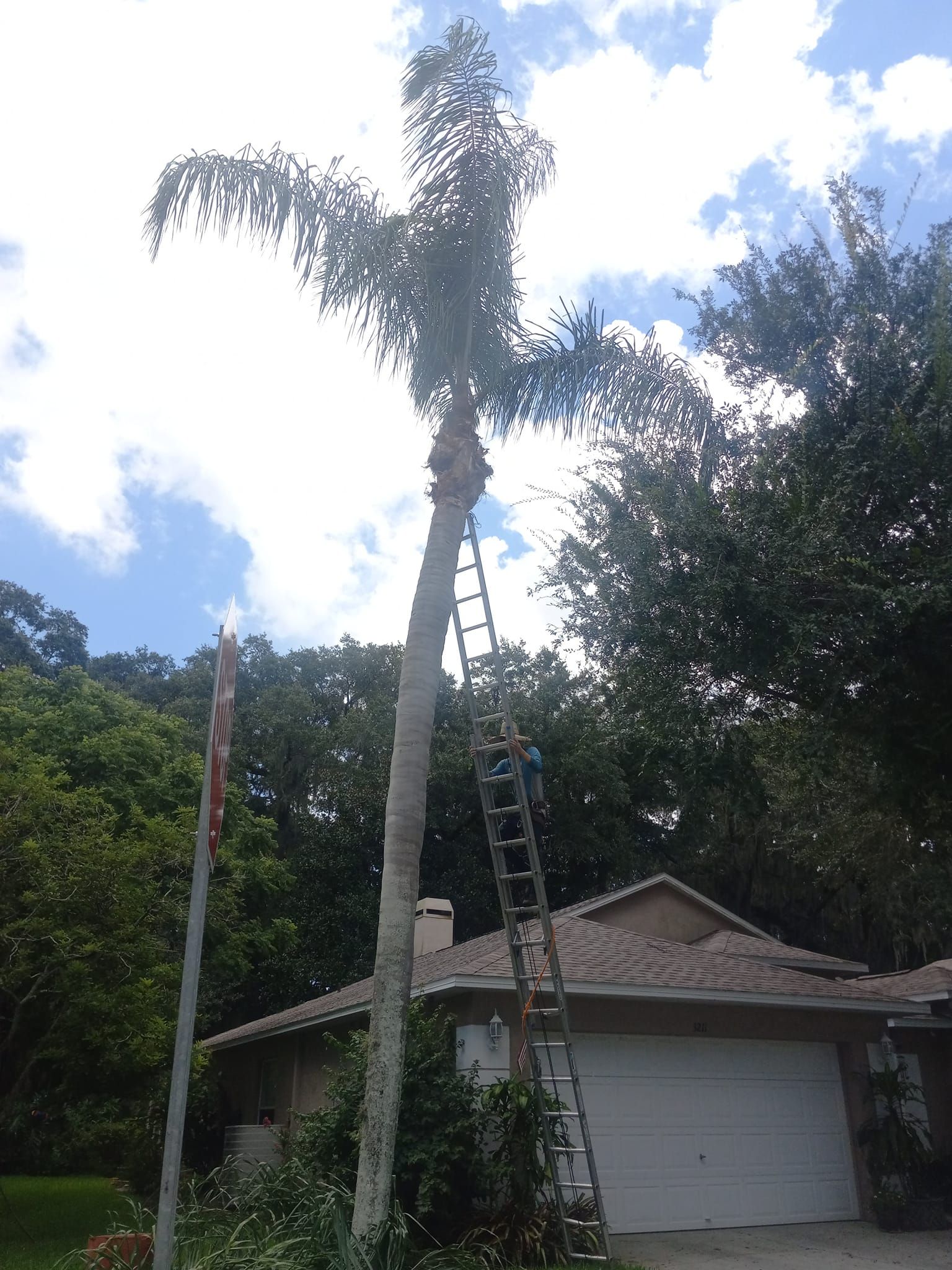  for Bills Tree Service in Valrico, FL