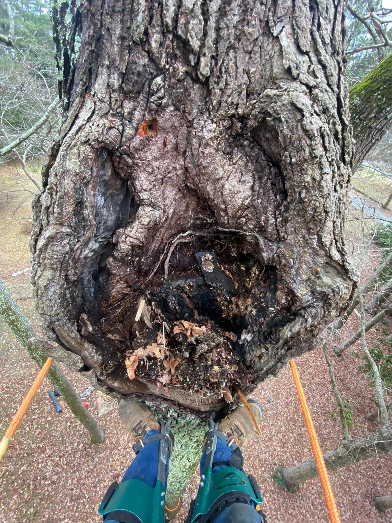  for Ascending Tree Service LLC in Kenbridge, VA