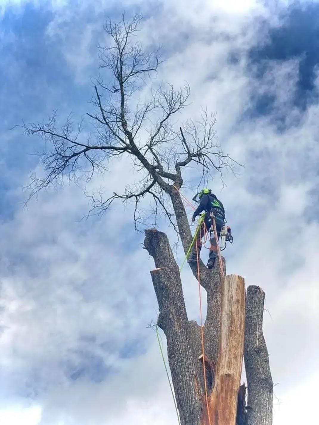  for Kingdom Tree Trimming and Removal LLC in Covington, KY