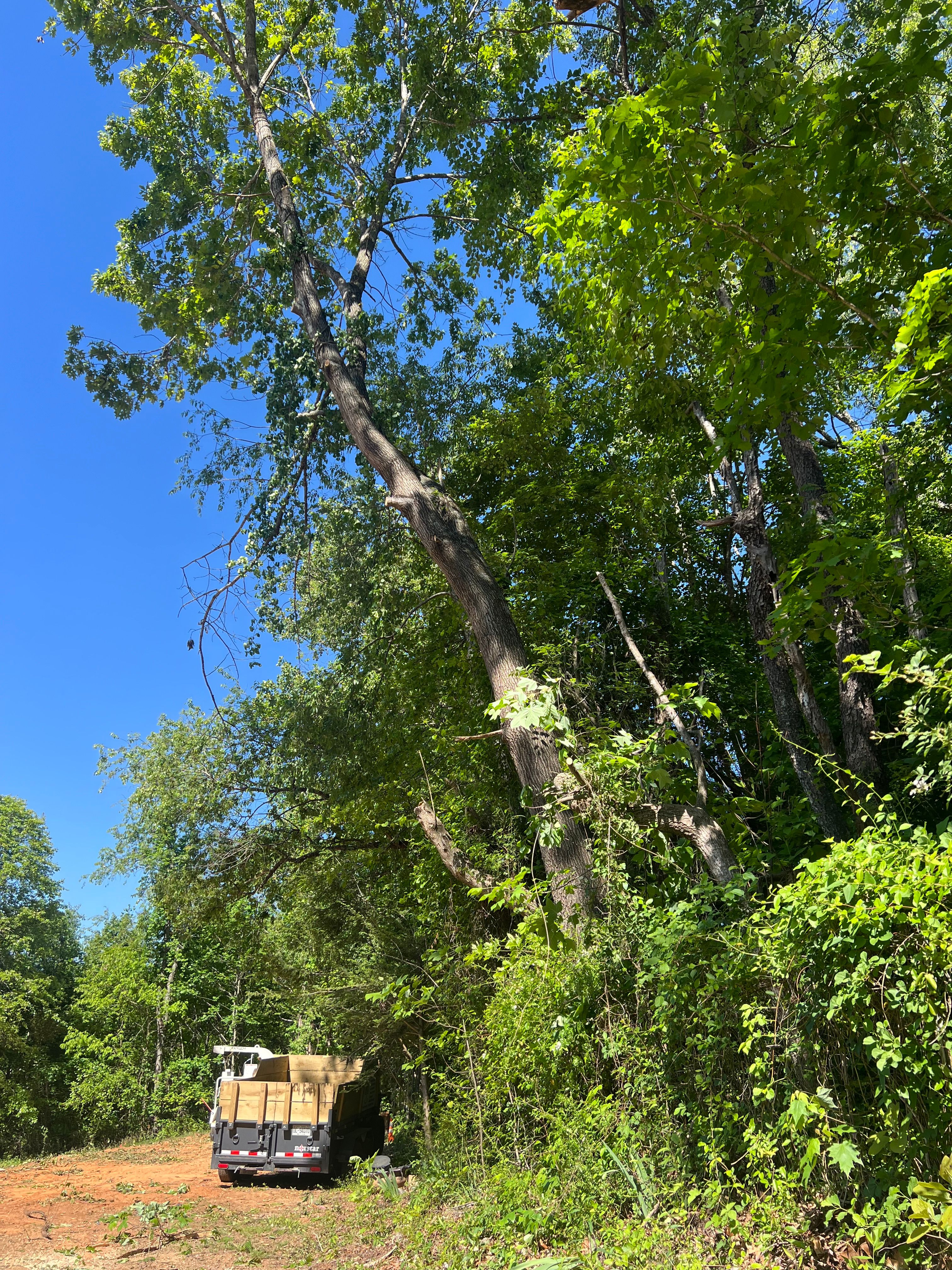  for Ground To Sky Tree Care in Asheville, North Carolina