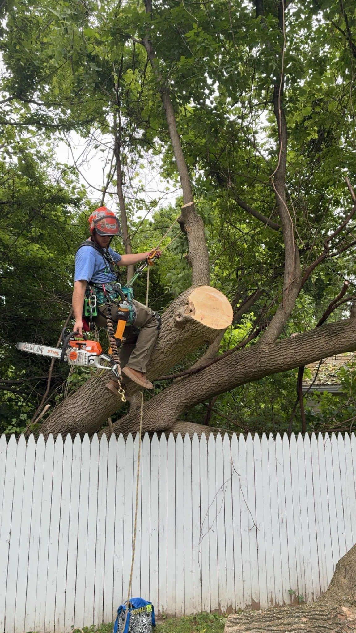  for T's Trees in Albany, NY