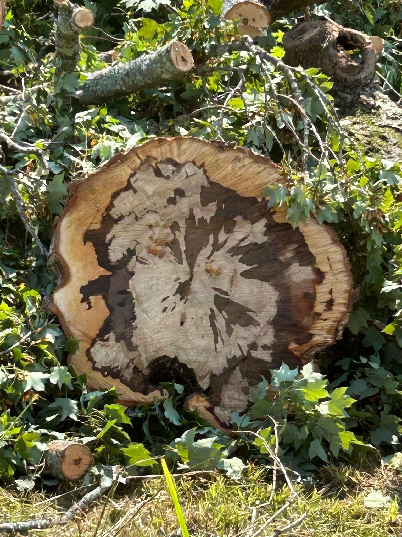  for McBee’s Tree Service in Sewanee, TN