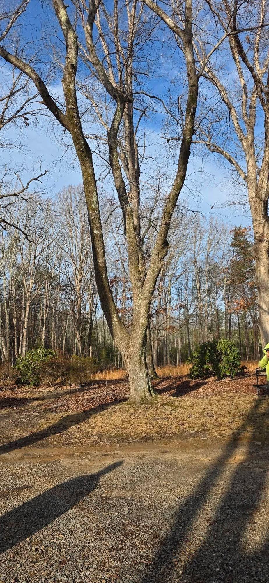  for Hamlett Tree Service LLC in Clover, VA