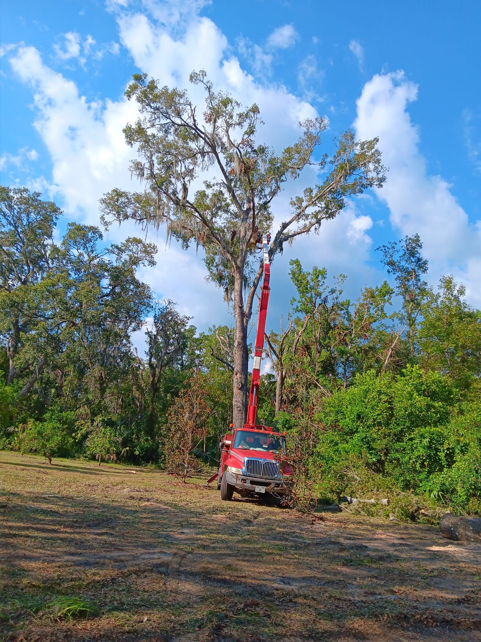 Tree Removal for Asbell's Tree & Land Services in Gilchrist County, FL
