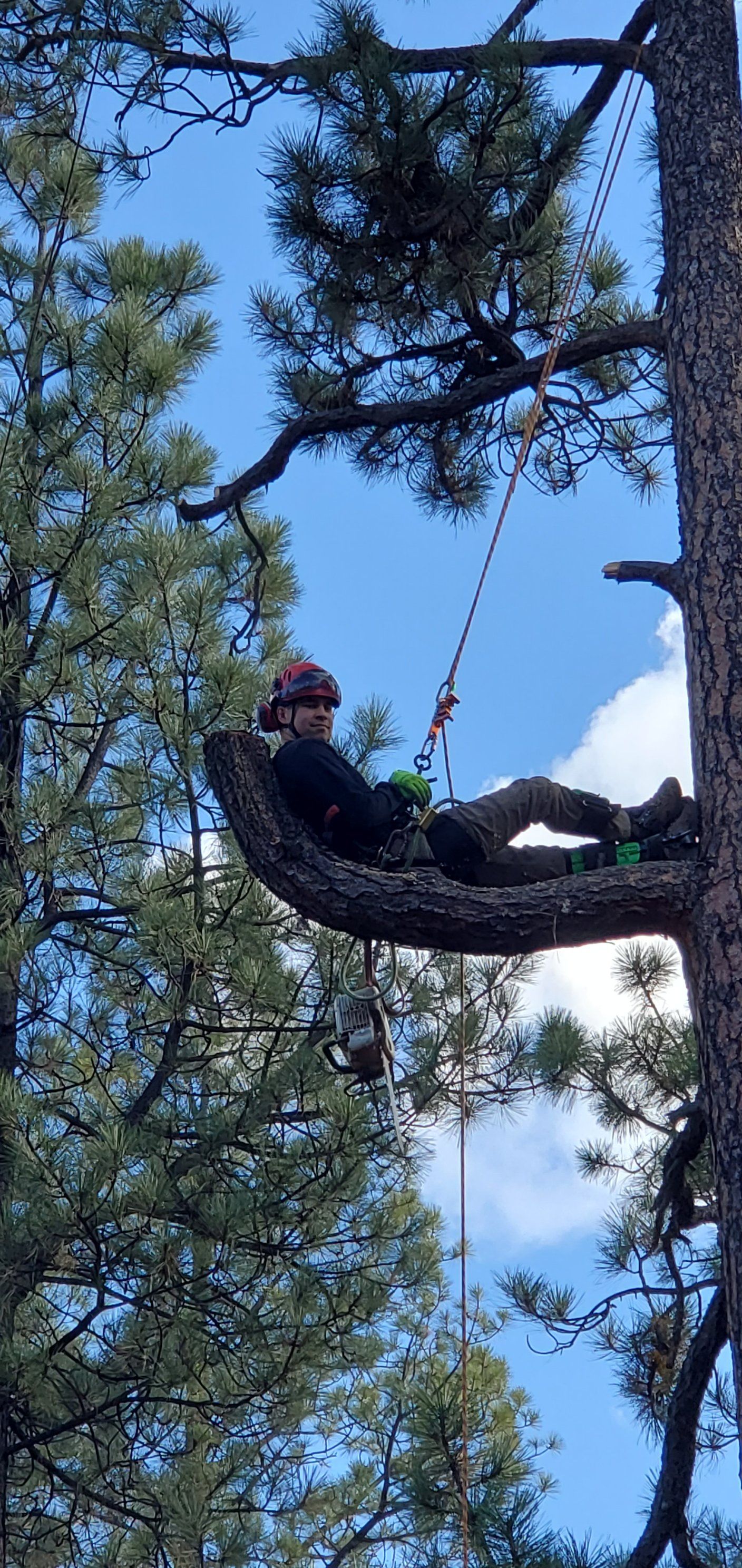  for StockPro Tree Specialists in Show Low, AZ