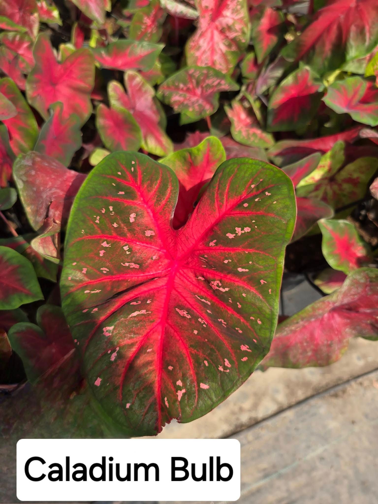  for CRM Palm & Landscaping in Rockport, TX