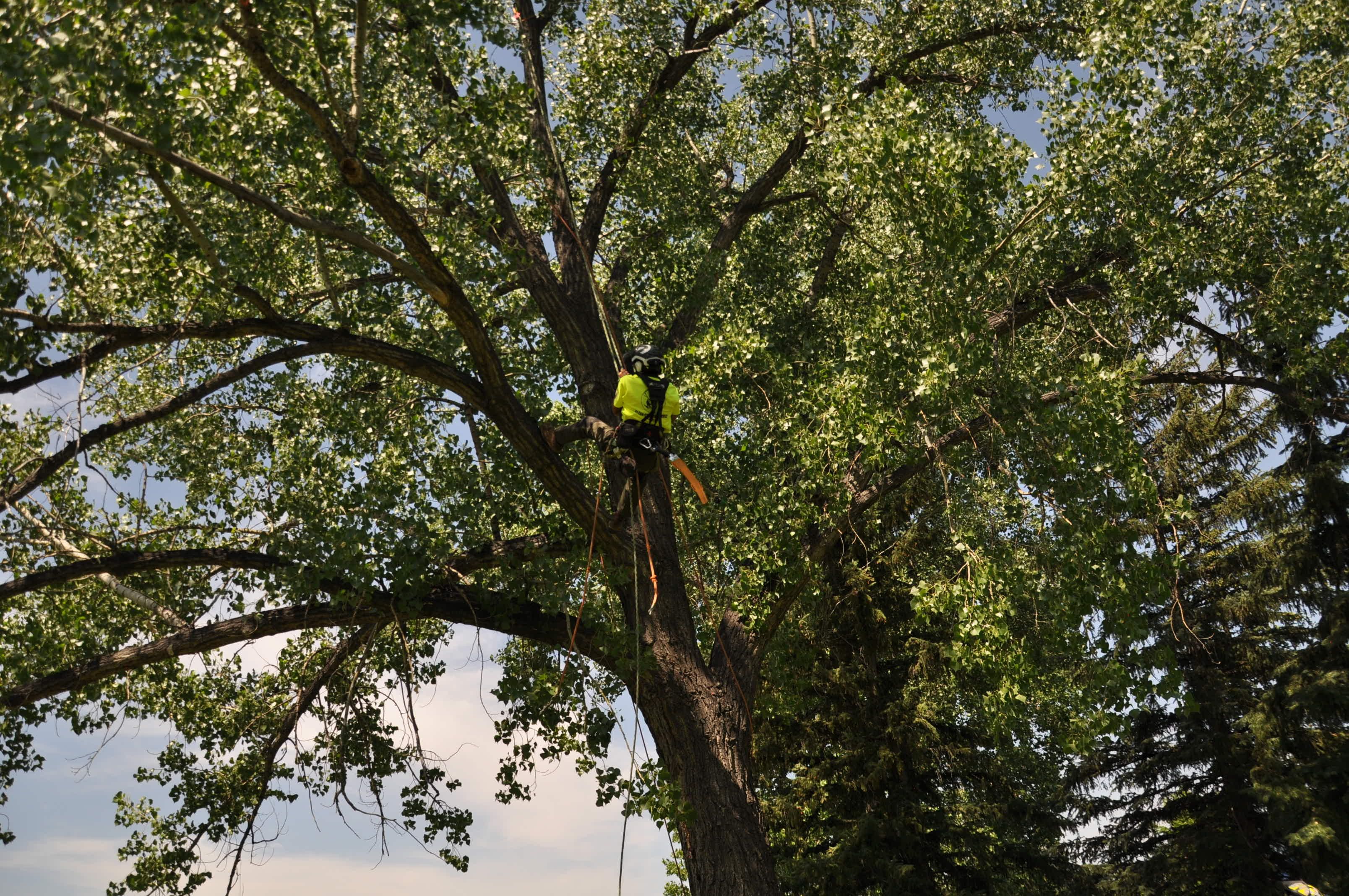  for Clean Cut Tree Service in Gillette, WY