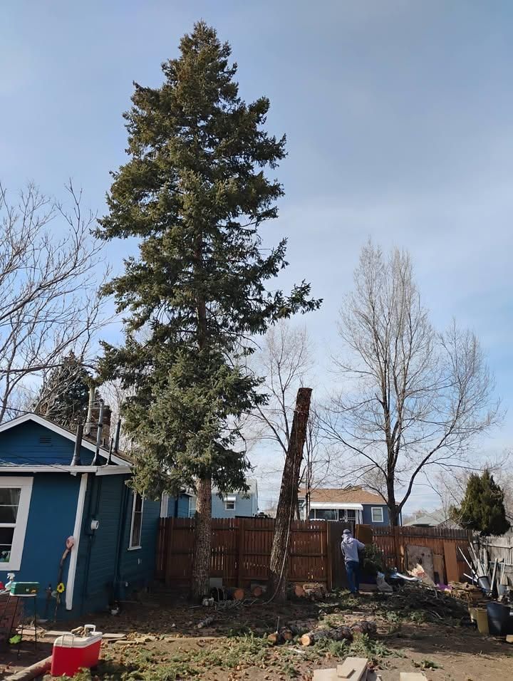  for Sloan Tree Service in Aurora, CO