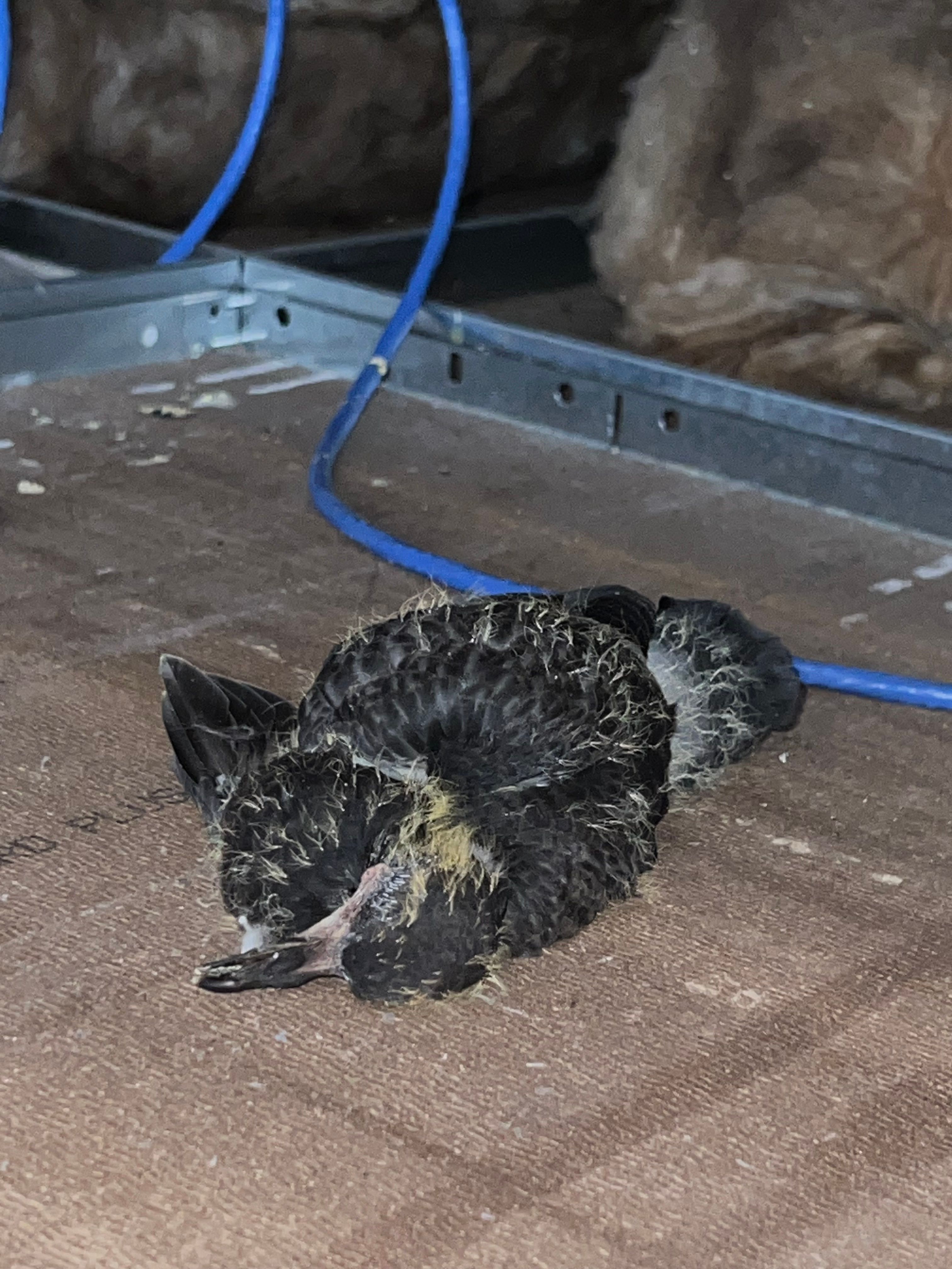  for N&D Restoration Services When Disaster Strikes, We Come In in Cape Coral,  FL