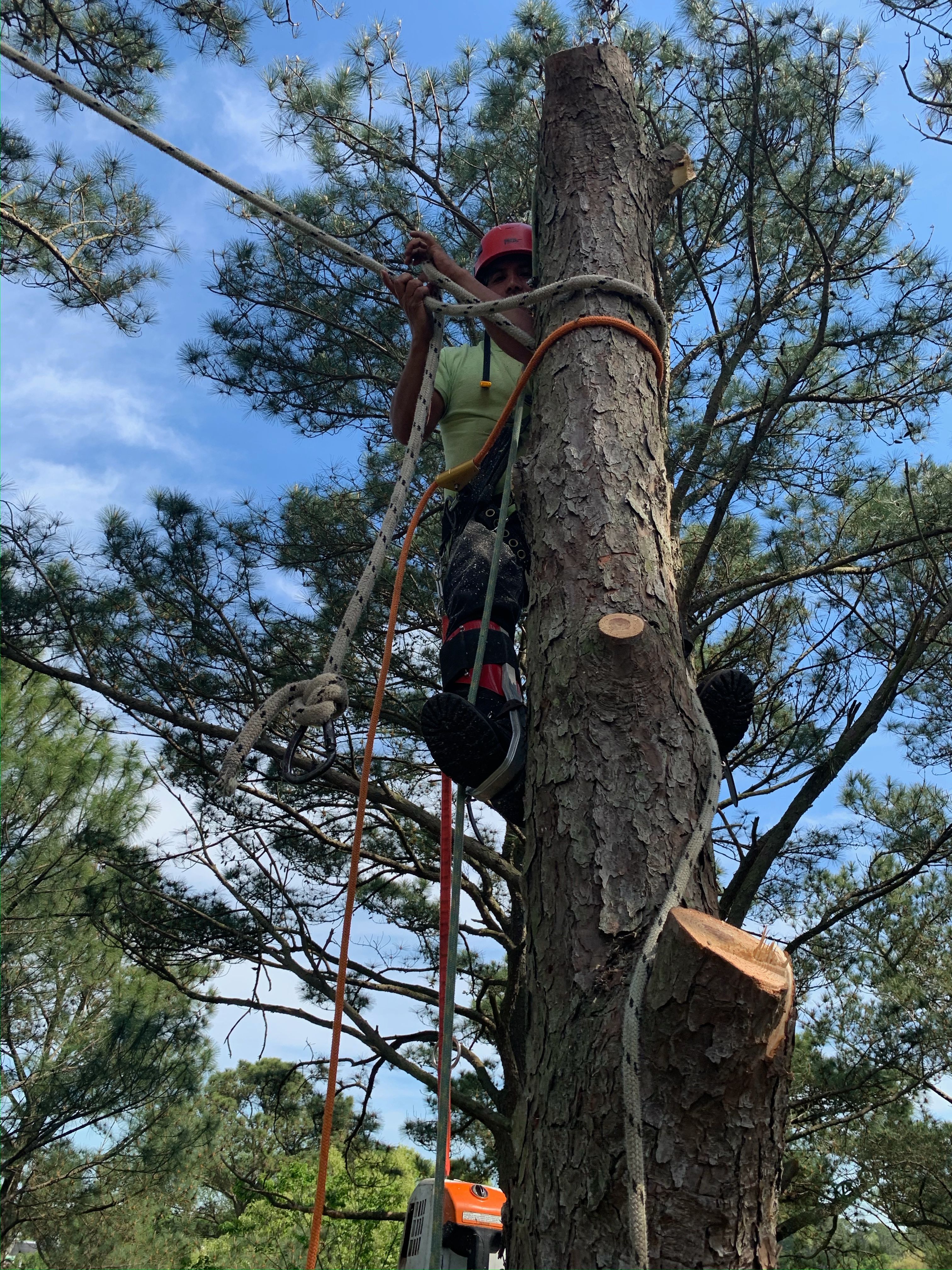  for James River Tree Service in Suffolk, VA