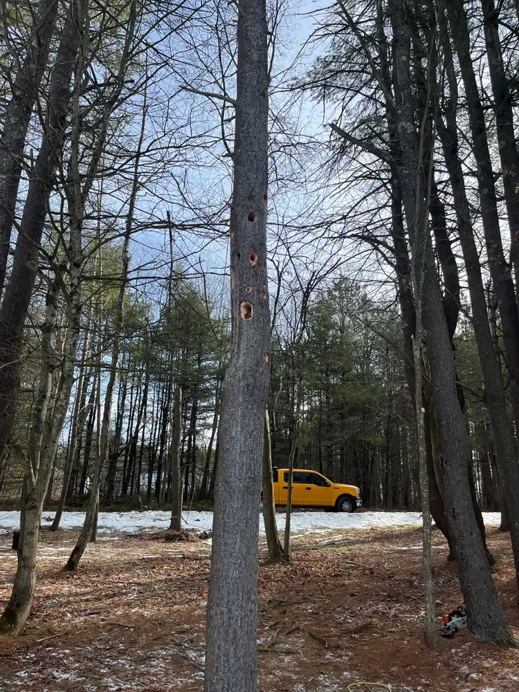 All Photos for Licensed to Cut Tree Service in Athens, PA