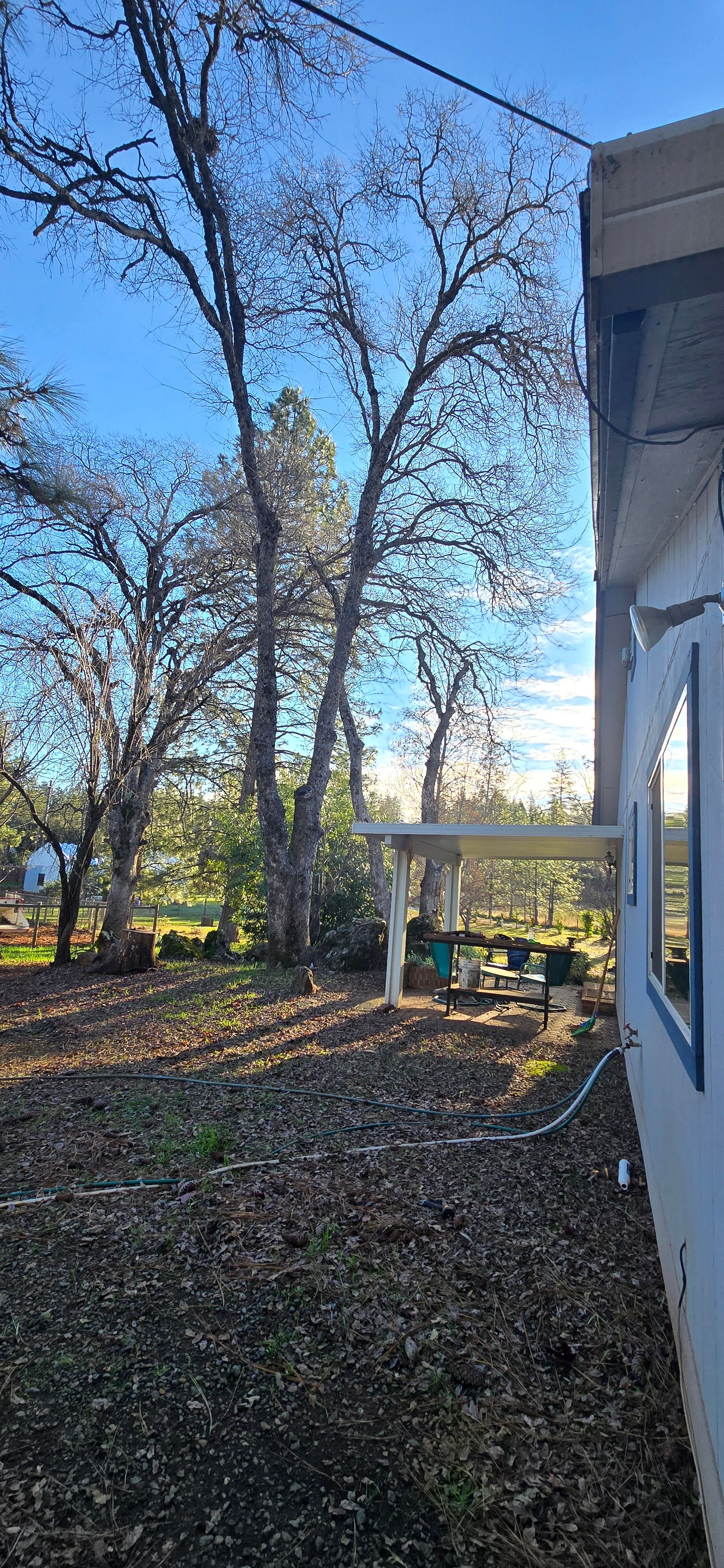  for George Staddan's Professional Tree Care in Placerville, CA