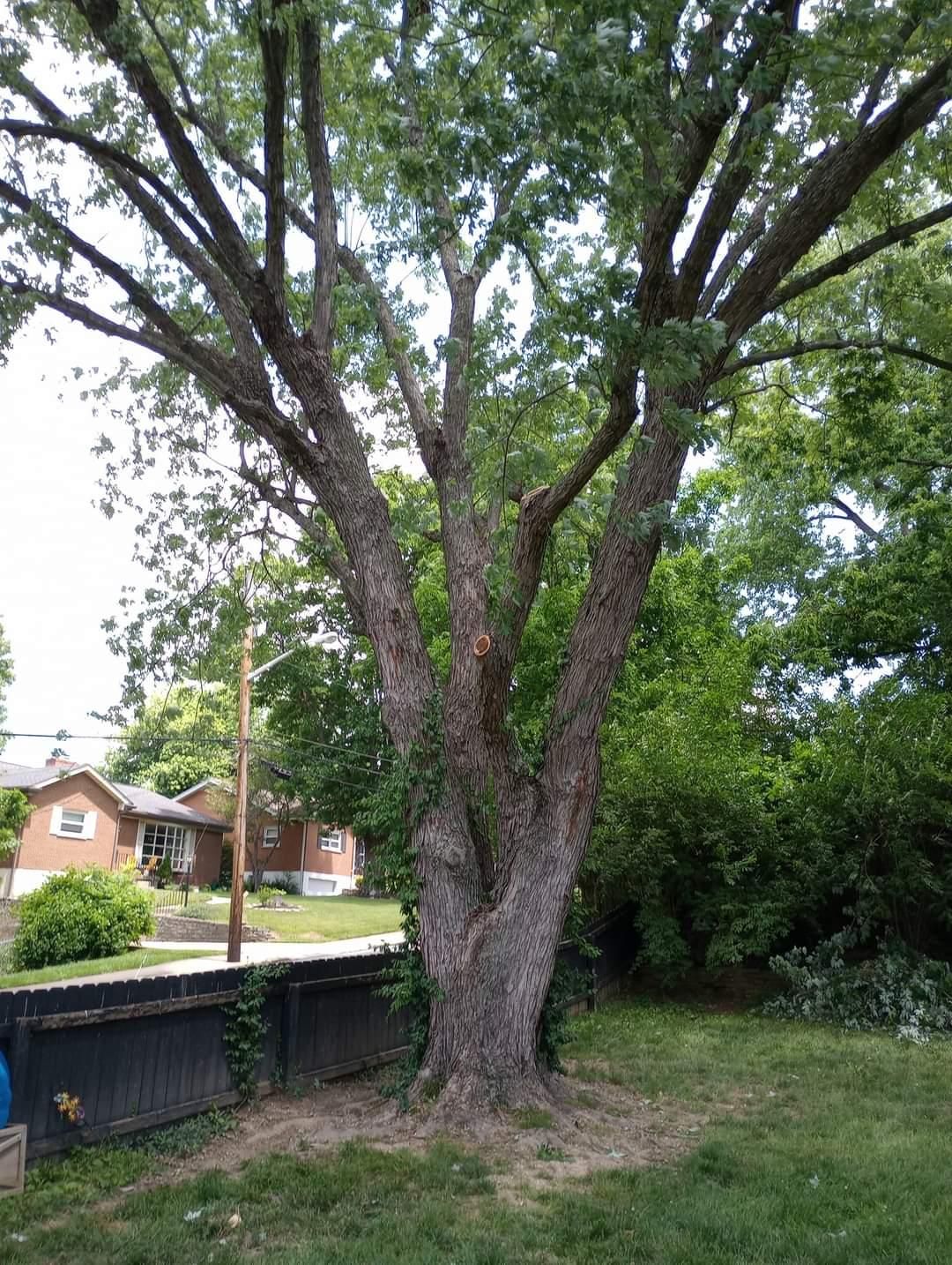  for Kingdom Tree Trimming and Removal LLC in Covington, KY