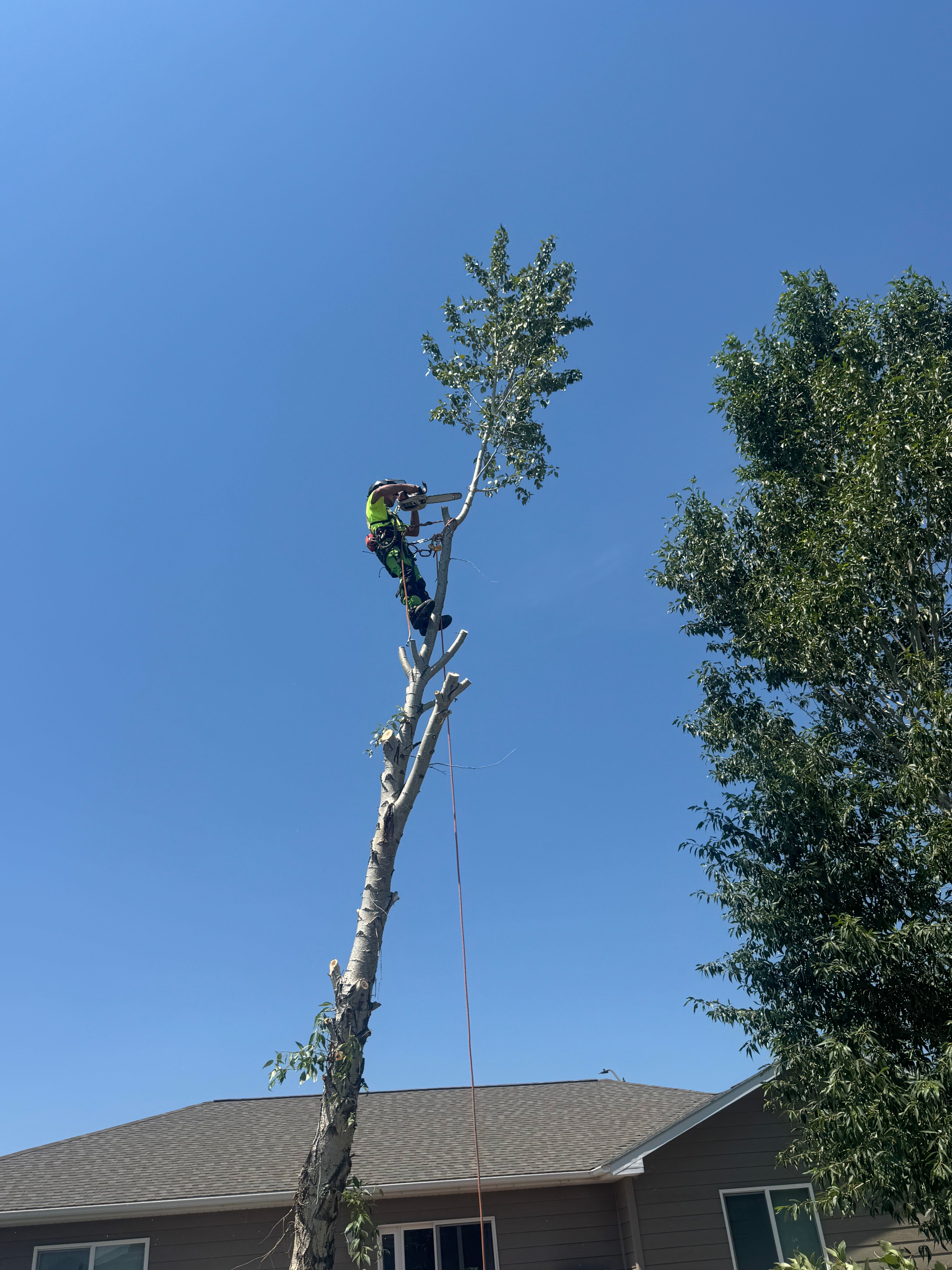  for Clean Cut Tree Service in Gillette, WY