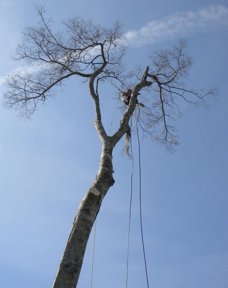  for Fast Cut Tree Service in Jacksonville Heights, FL